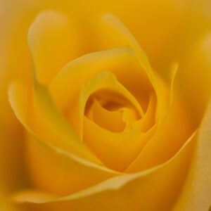 Soft Yellow Abstract Rose Heart