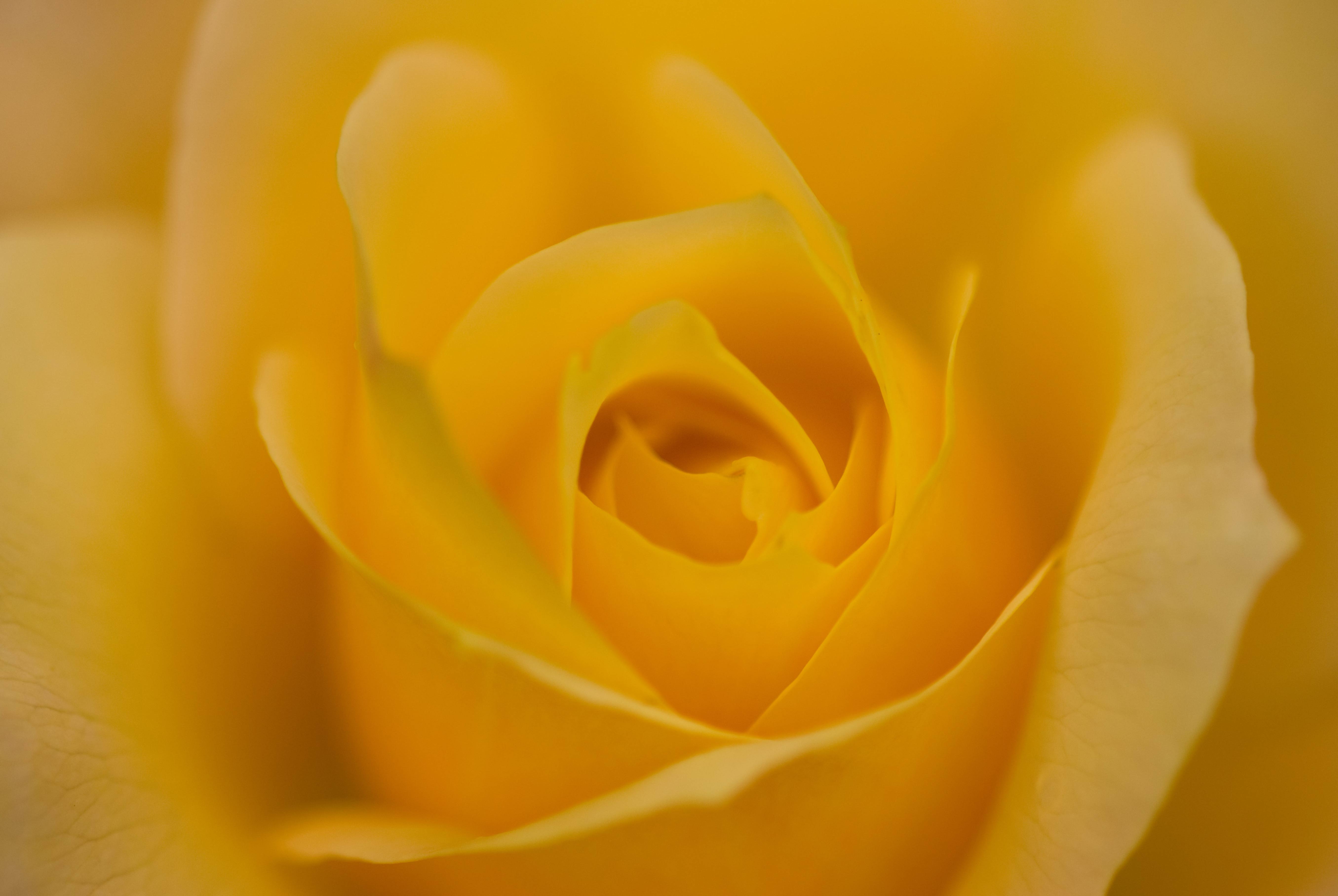 Soft Yellow Abstract Rose Heart