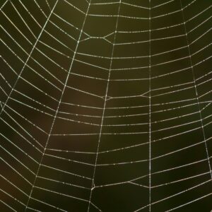 SpiderWeb Close-up
