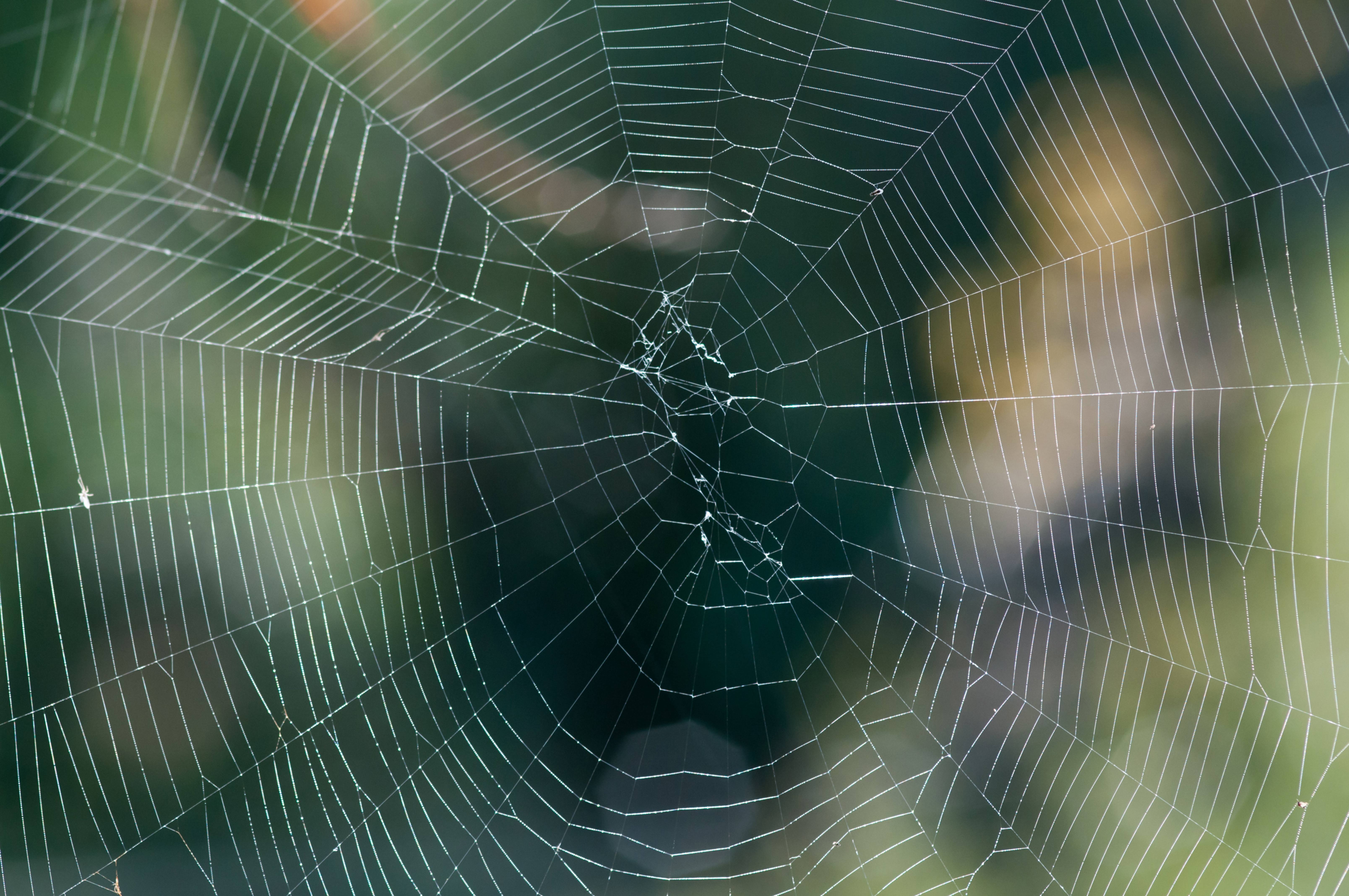 Spider Web Full Frame