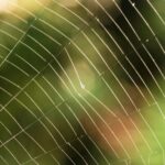 Spider Web Close-up