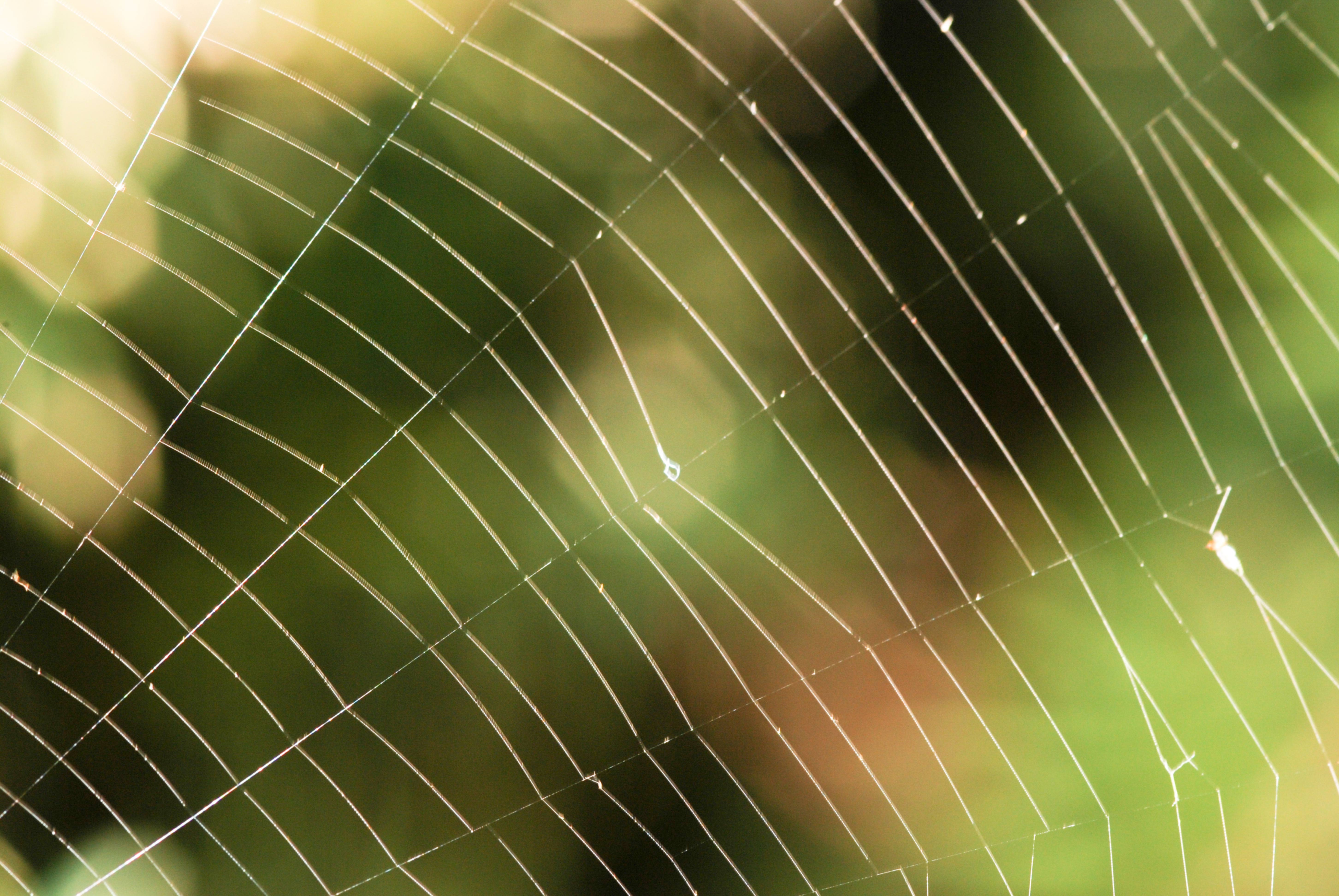 Spider Web Close-up