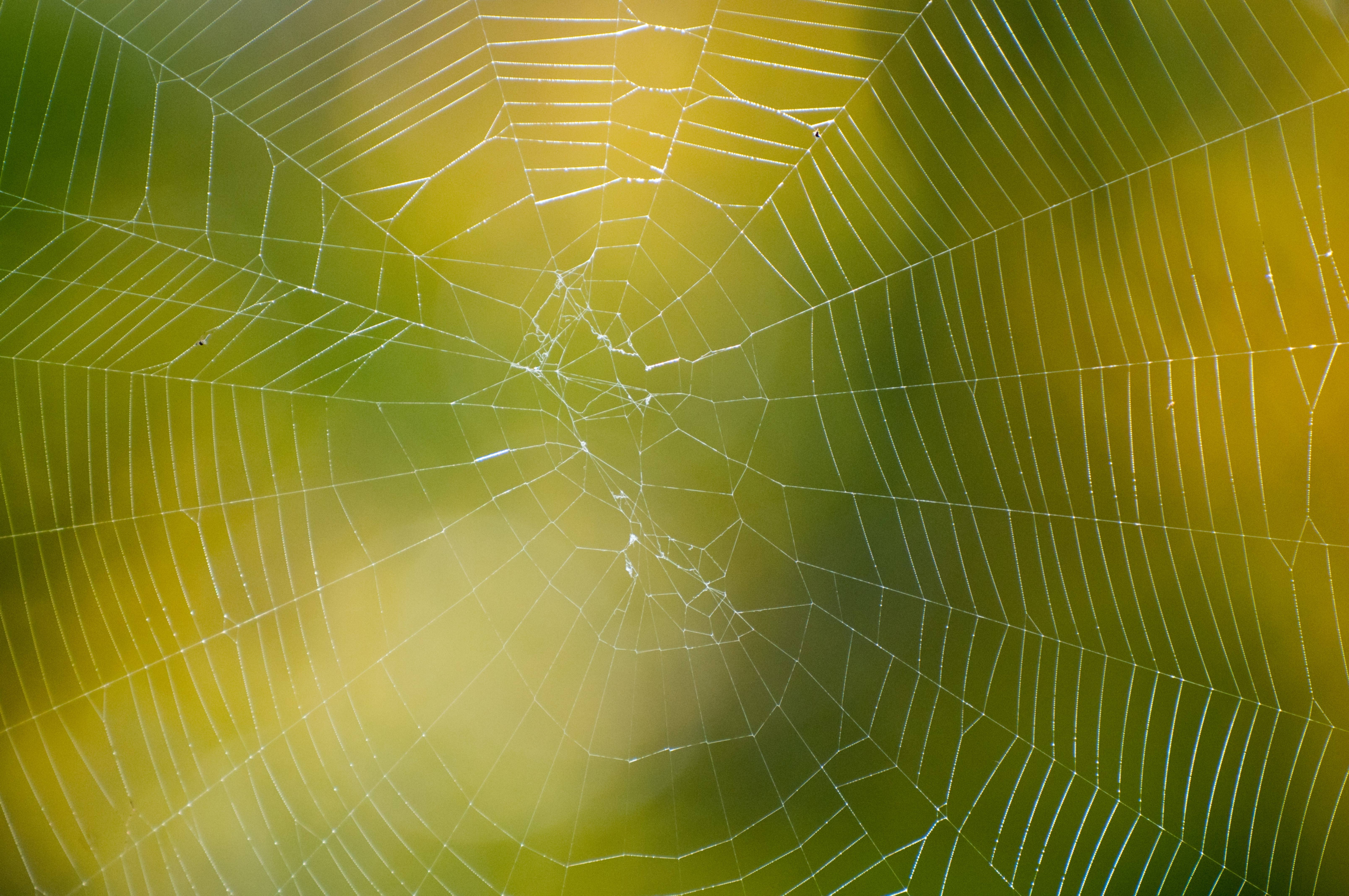 Spider Web yellow green bokeh