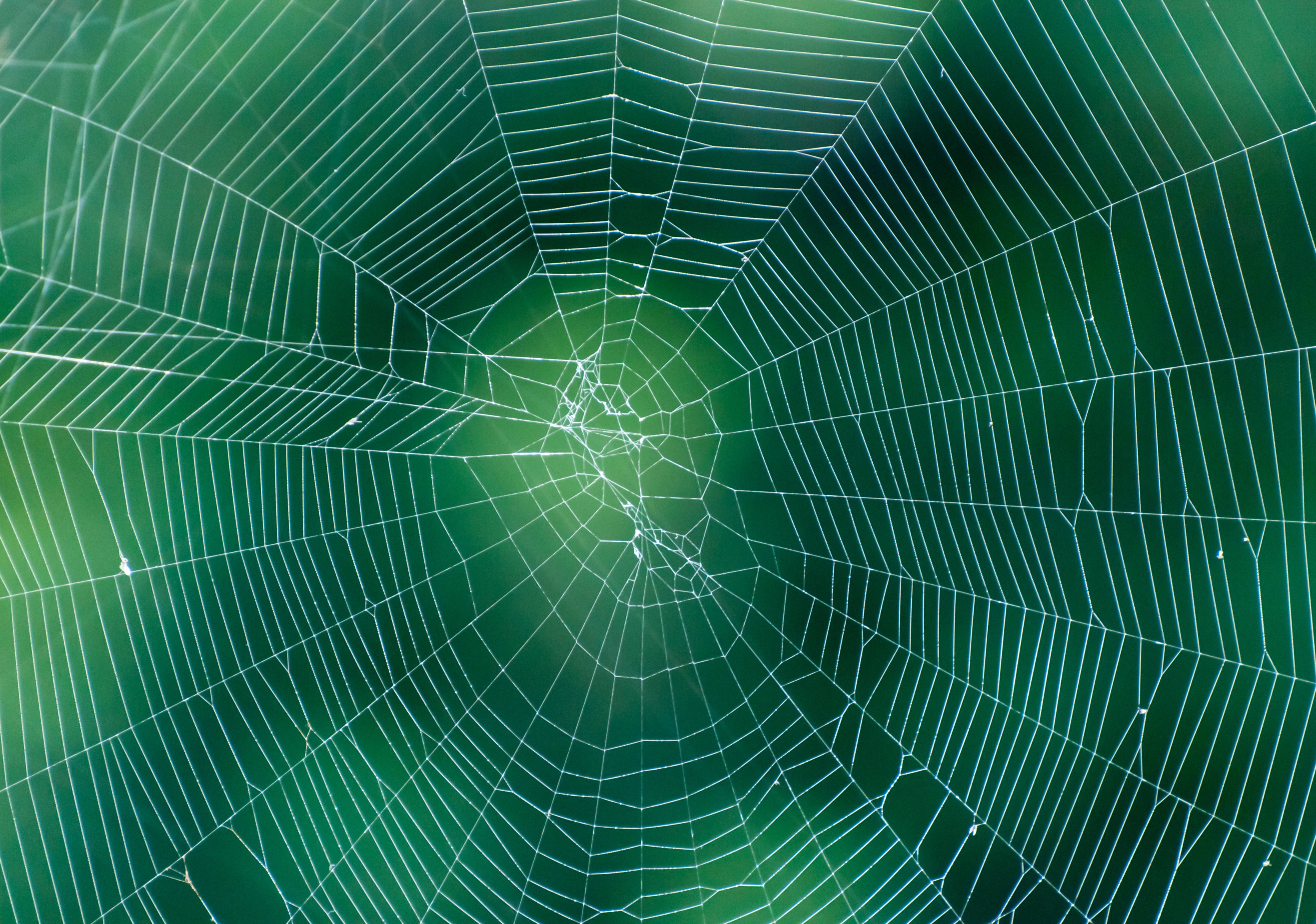 Spider Web on Monotone Green Background