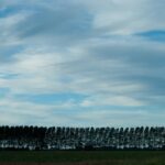 Stretched clouds on a treeline landscape