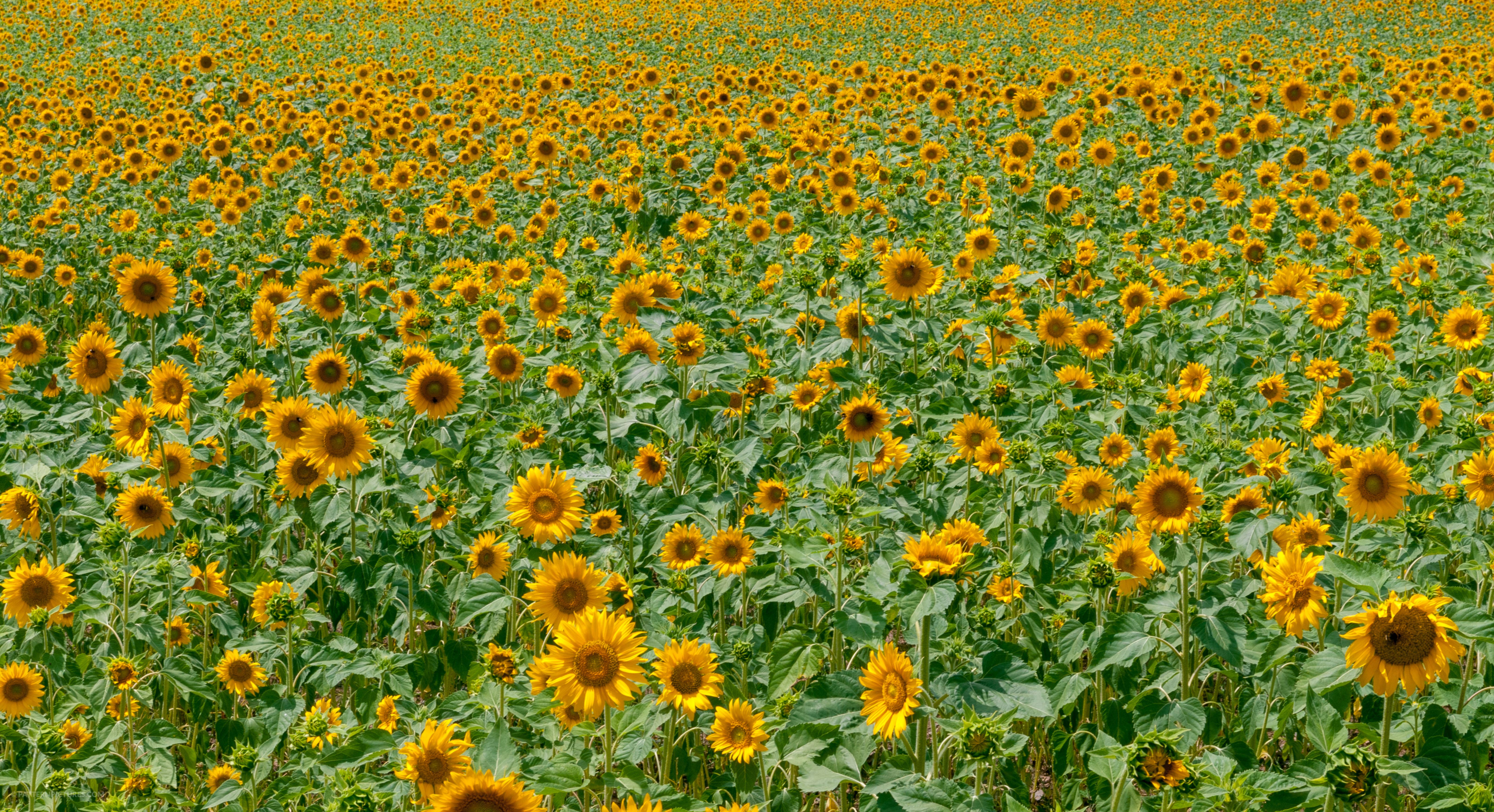 Sunflowers field pattern background landscape