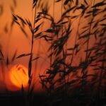 Sunset Through the Corn silhouette