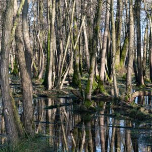 Swamp Trees in Water Landscape