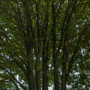 Trees branches and leaves close-up