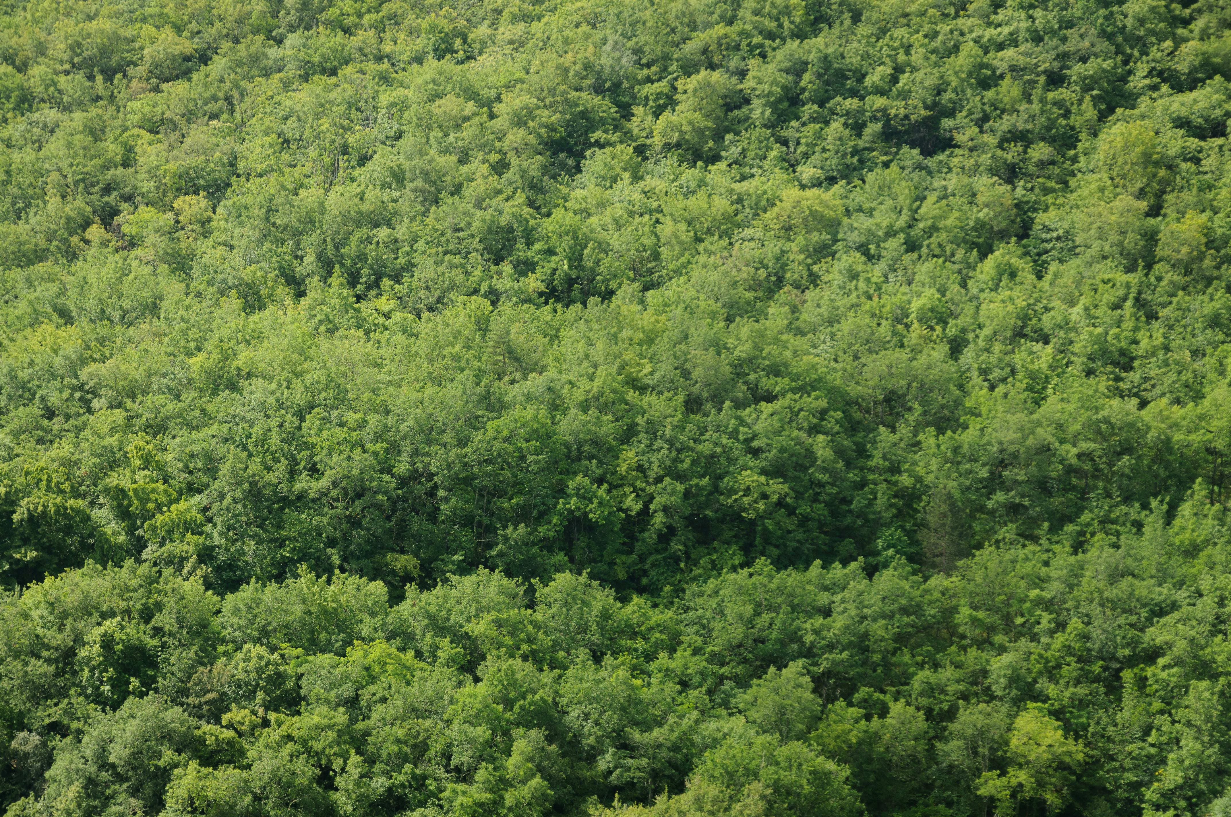 Trees texture forrest
