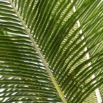 Tropical nature palm tree leaves
