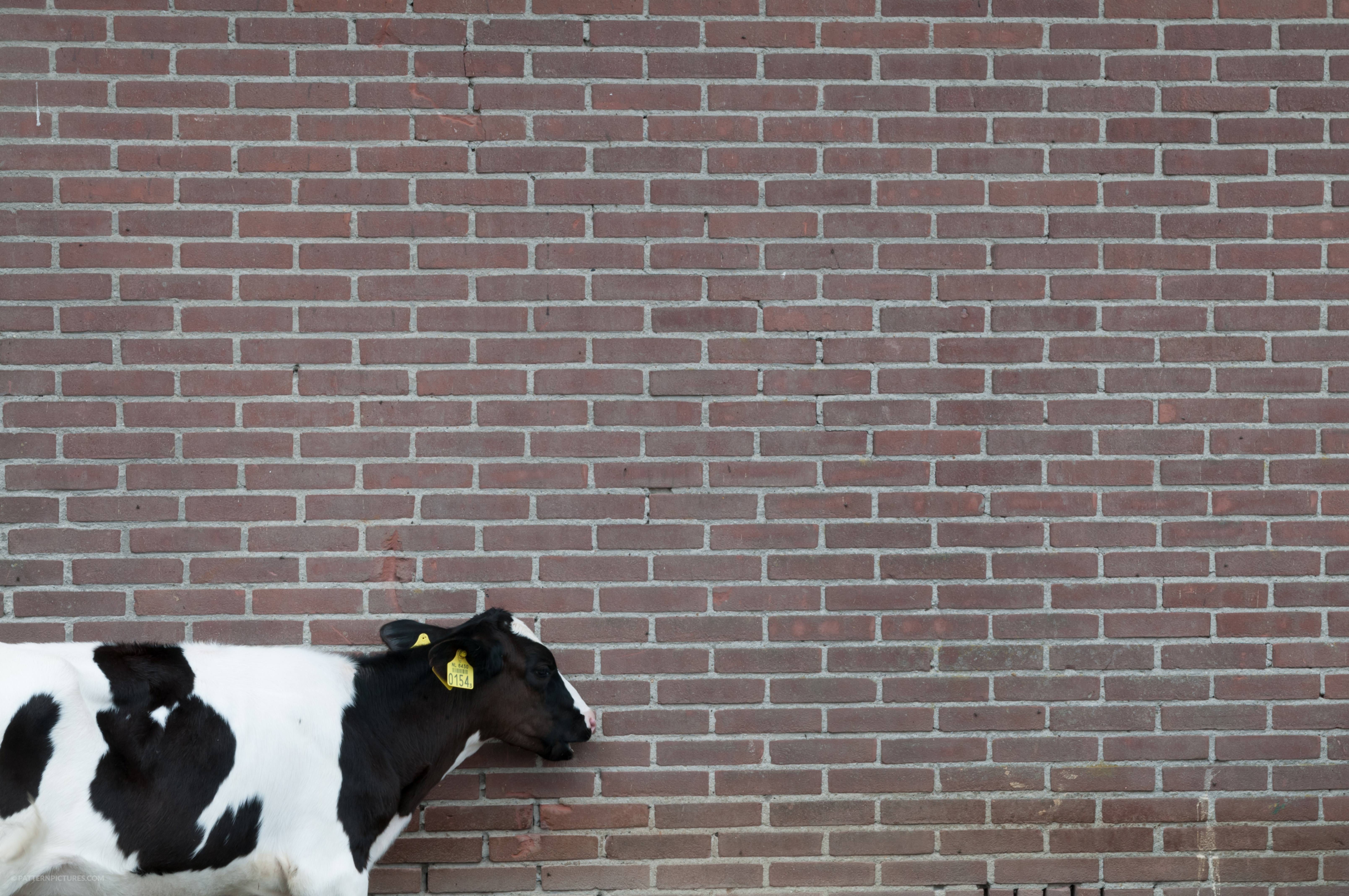 Wall texture and calf