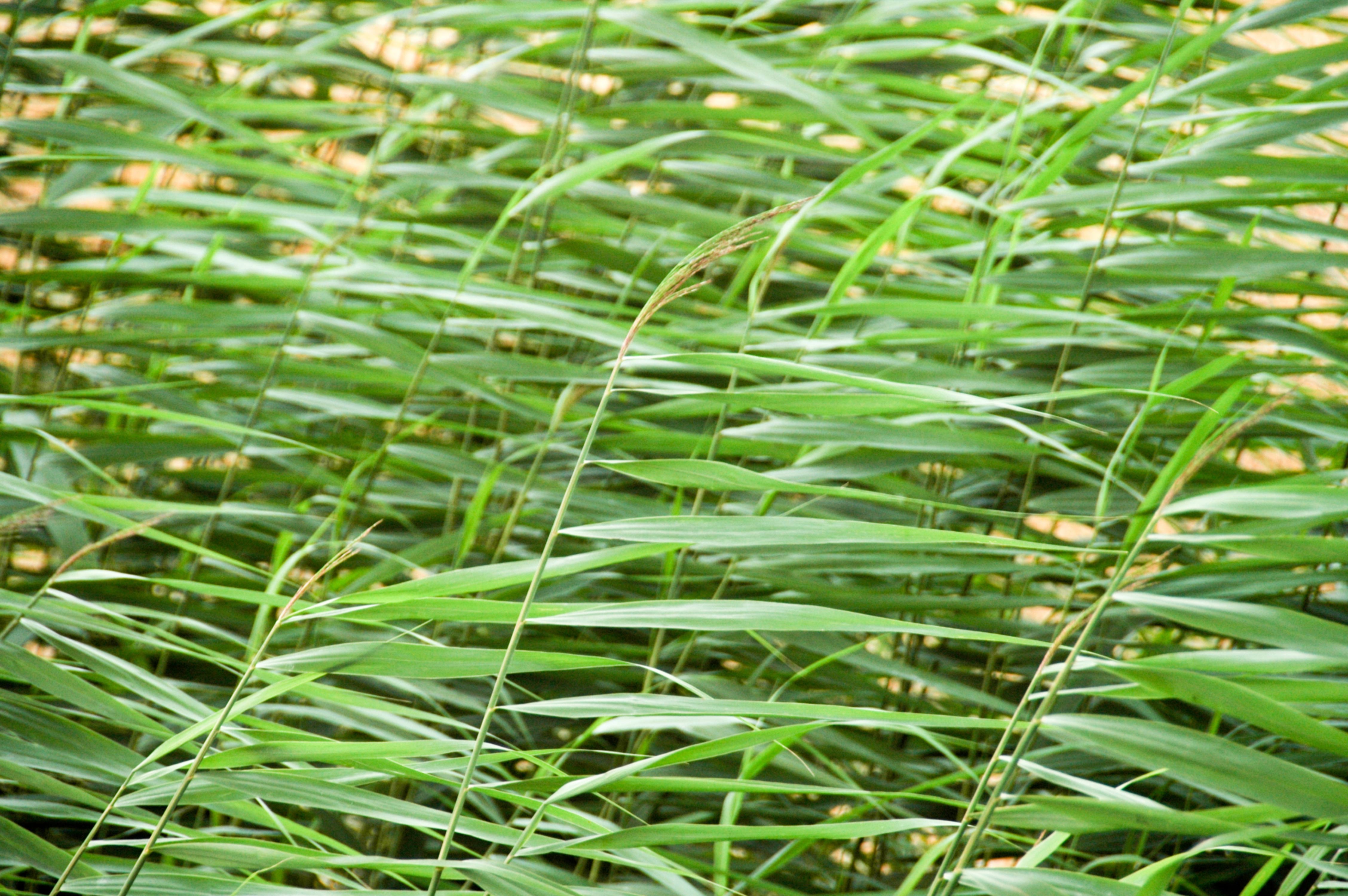 Green Wheat Like Blades