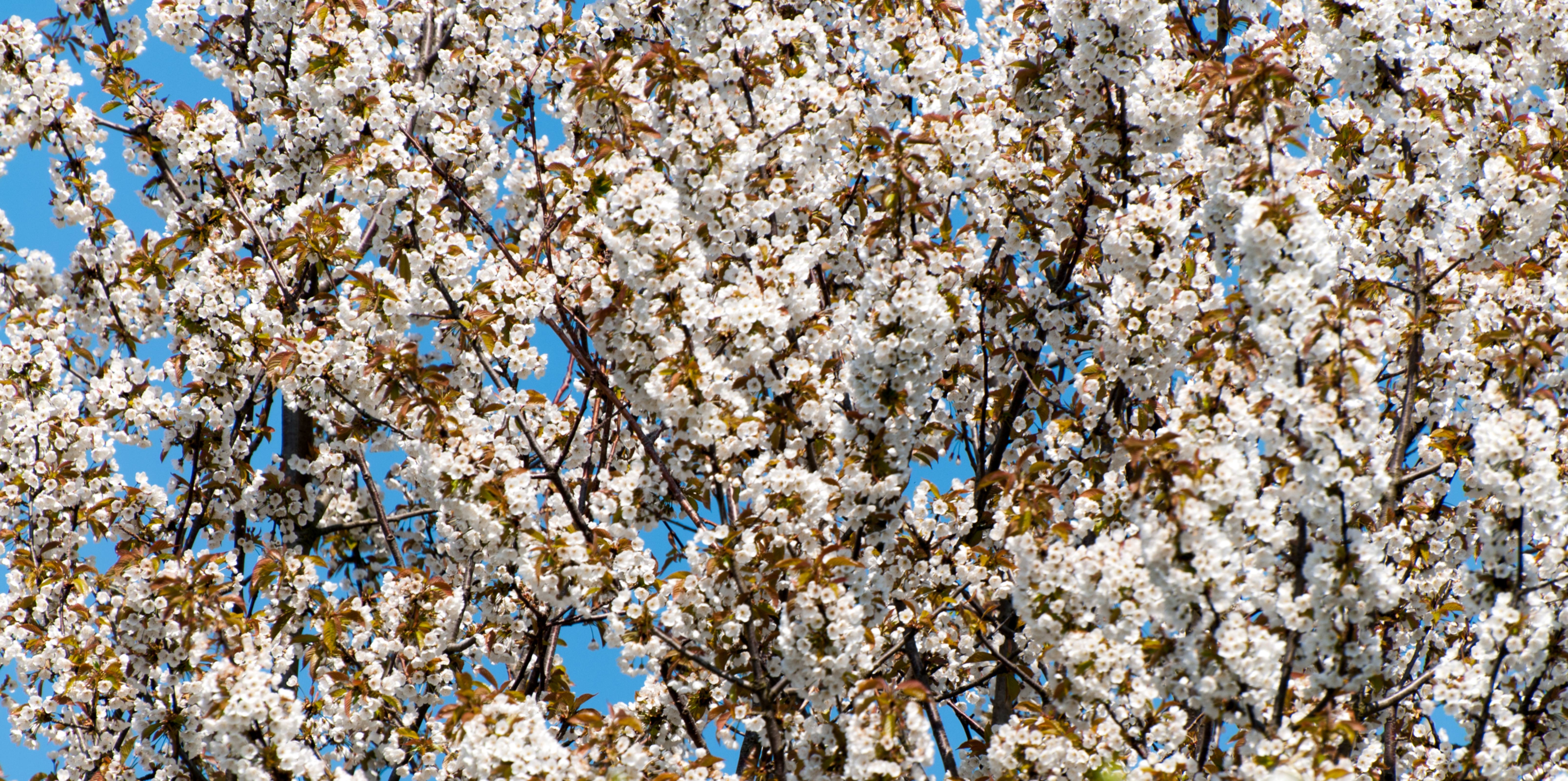 White Flowers Tree