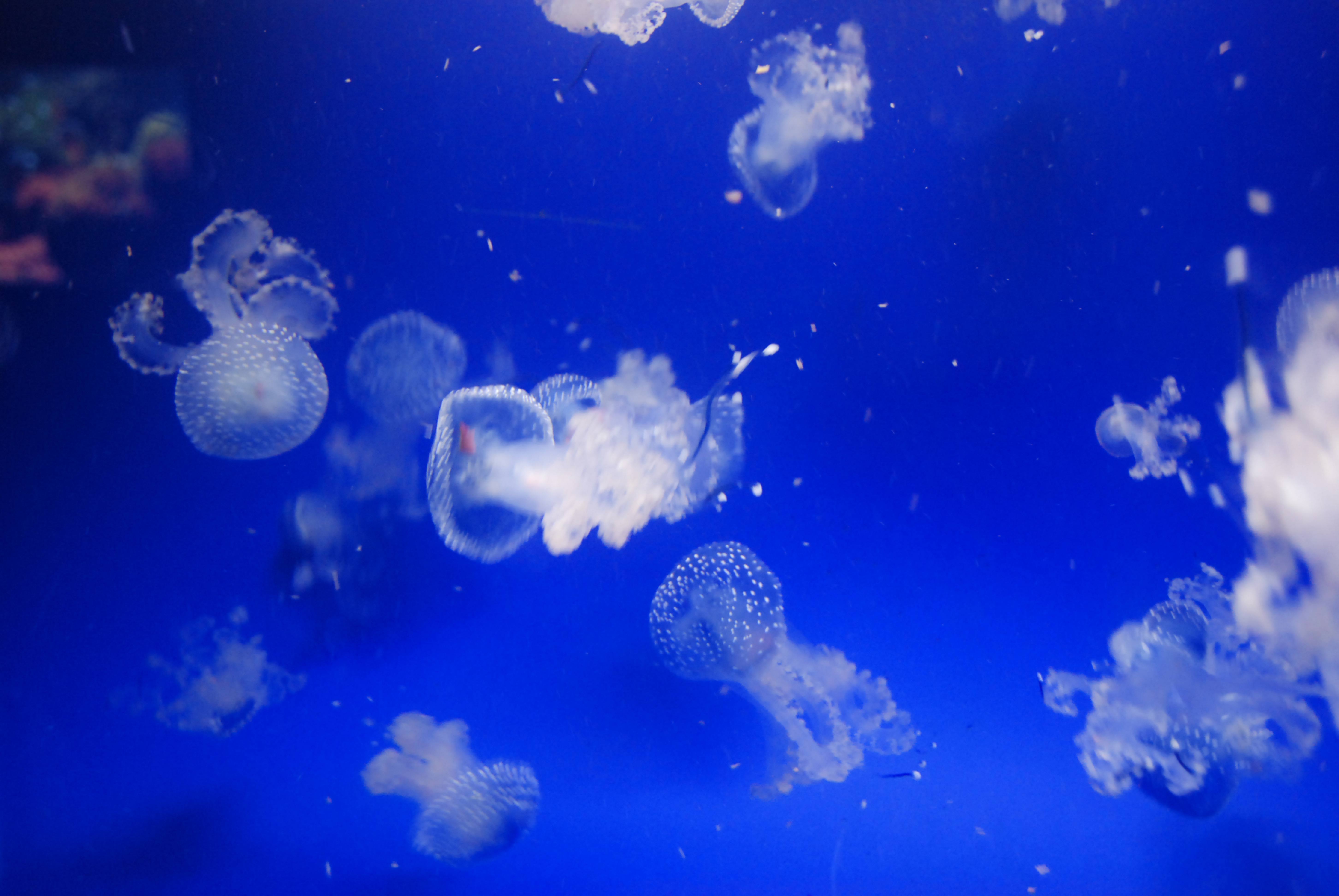 White Jellyfish in Bright Blue Water