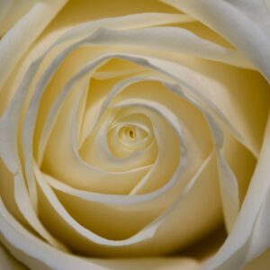 White Rose Close-Up free flower texture