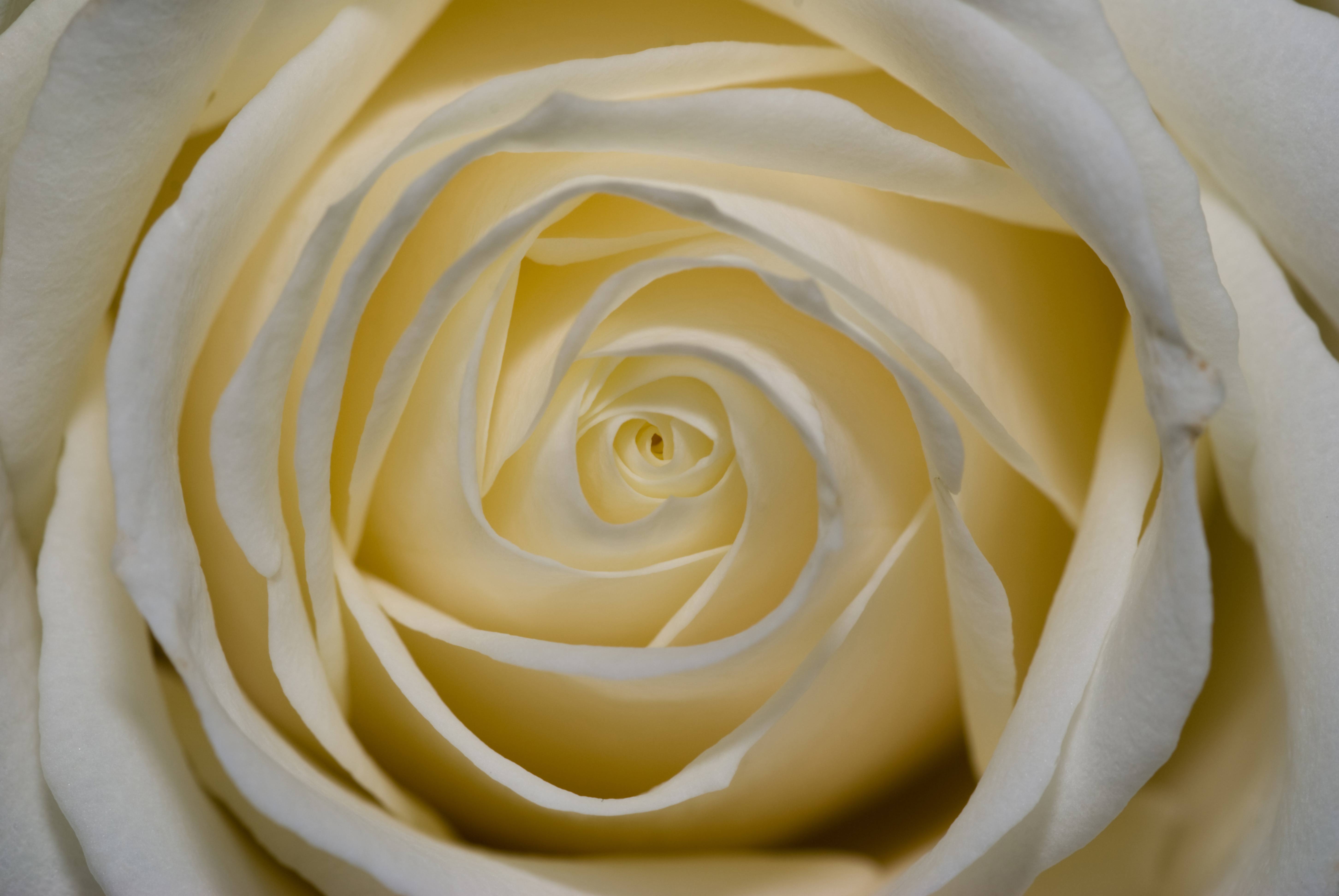 White rose flower up close background