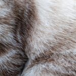 White and brown Cat fur texture background