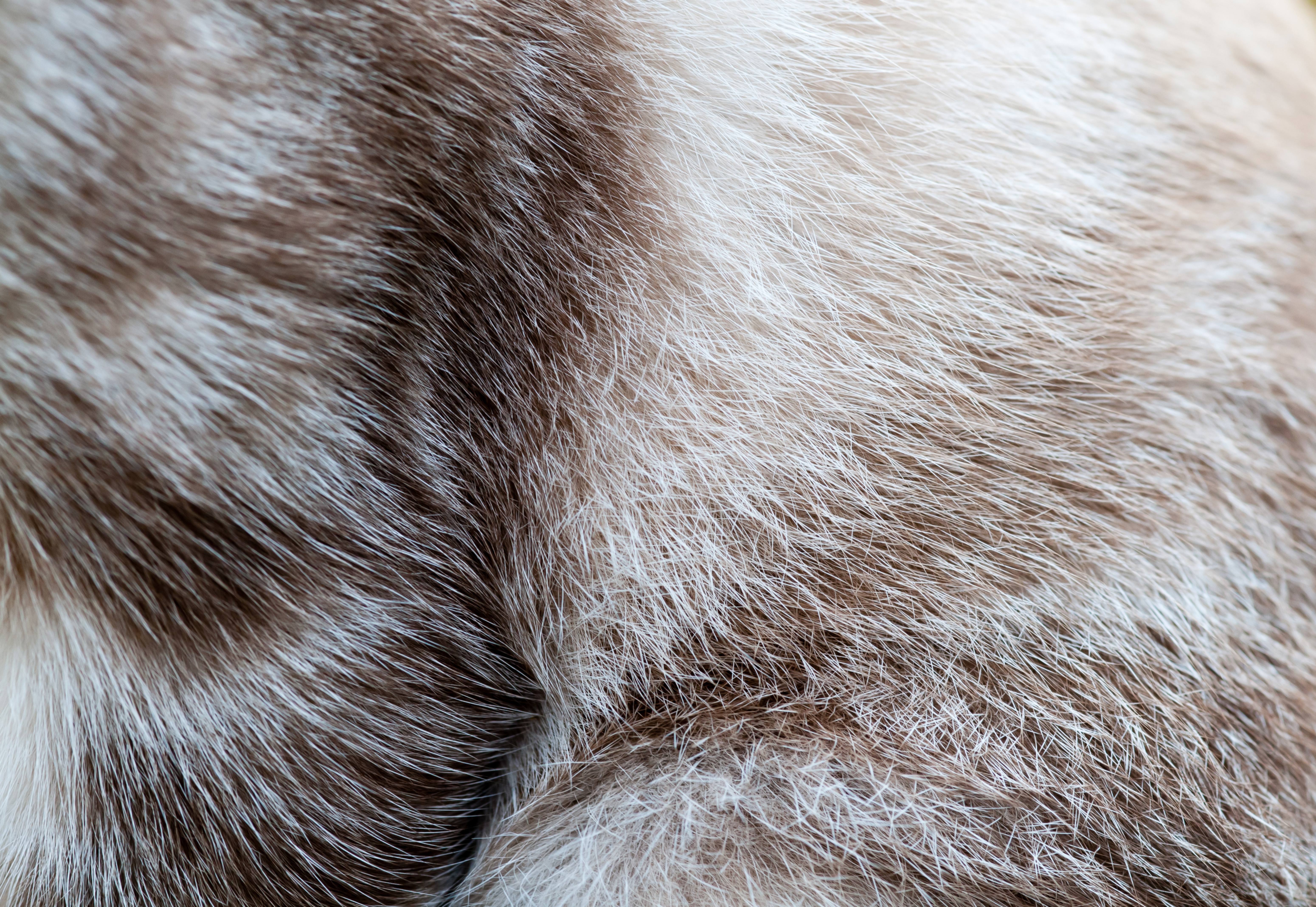 White and brown Cat fur texture background