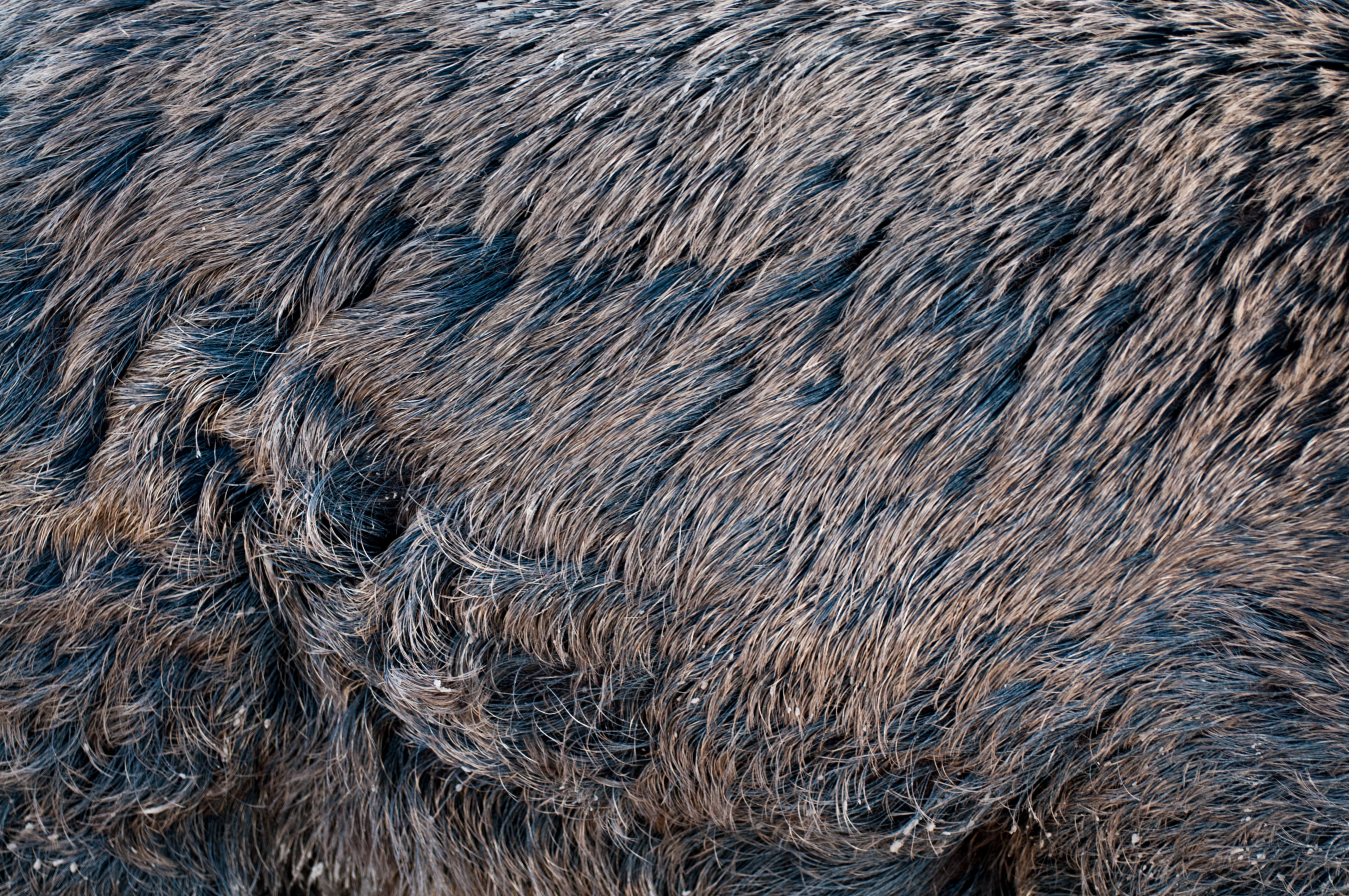 Wild pig fur skin texture close-up