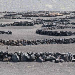 Wine plants stone embraces Lanzarote