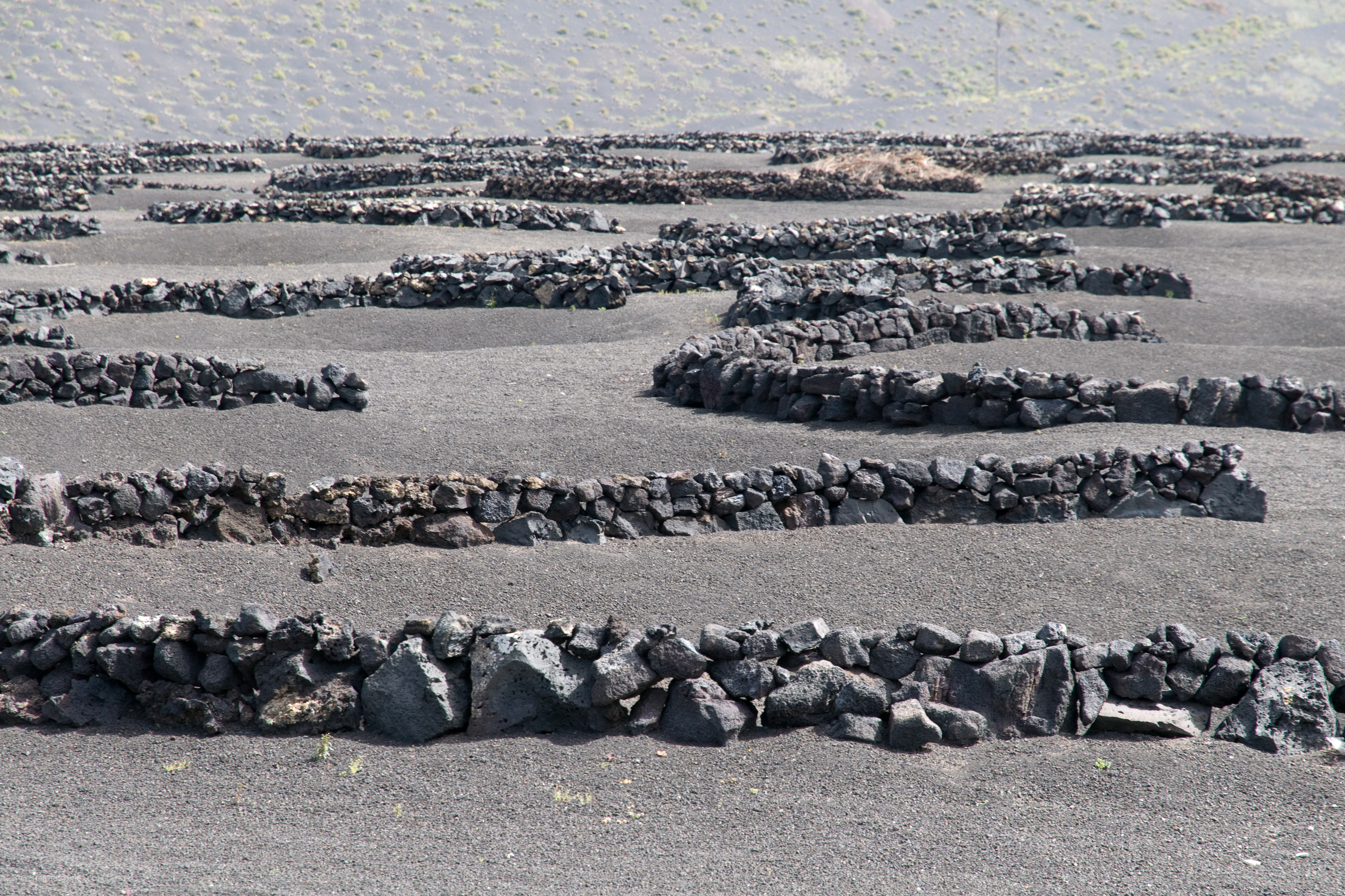 Wine plants stone embraces Lanzarote