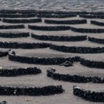 Wine plants stone embraces landscape