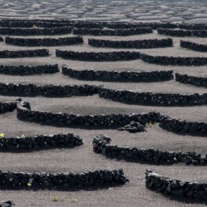 Wine plants stone embraces landscape