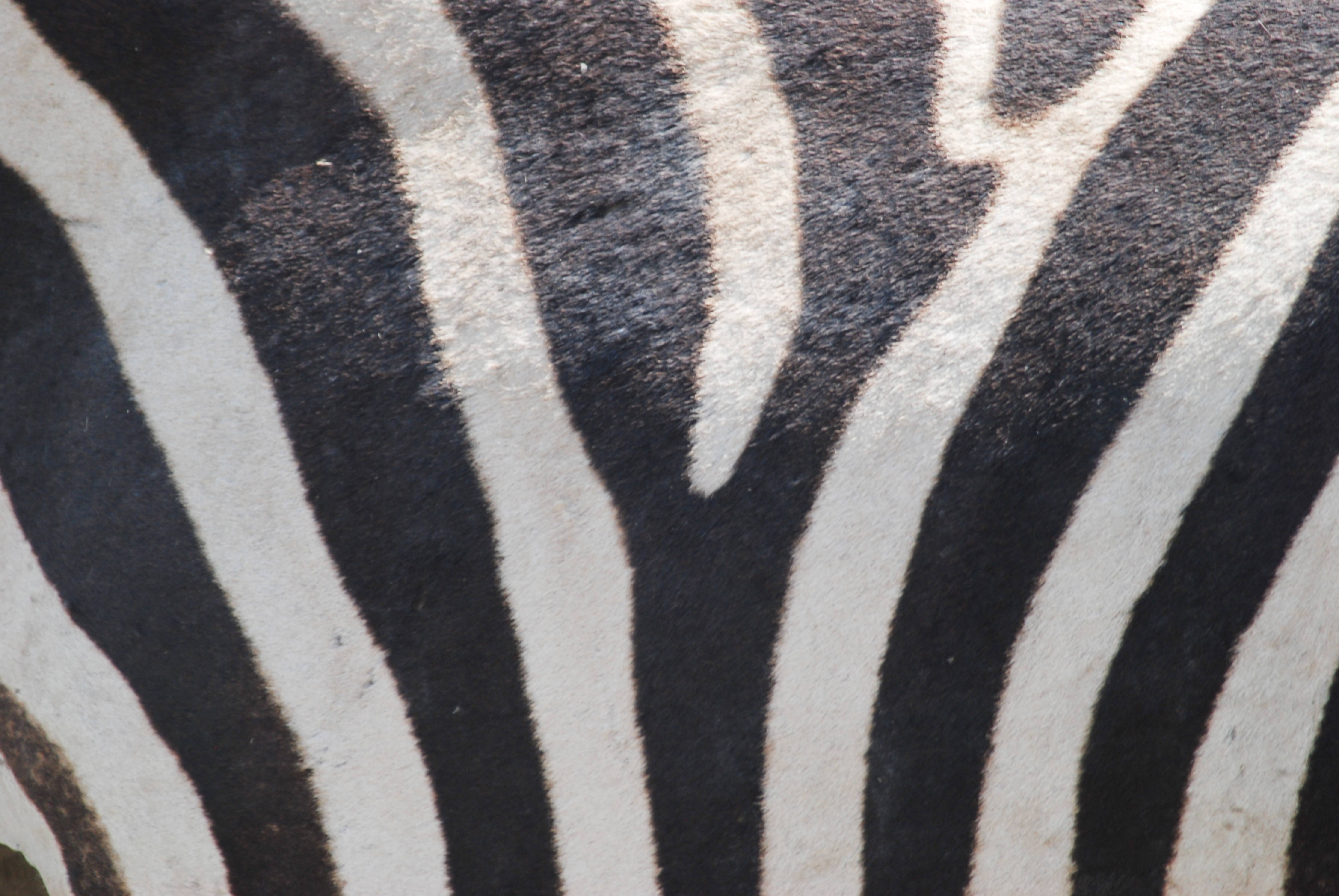 Zebra fur pattern
