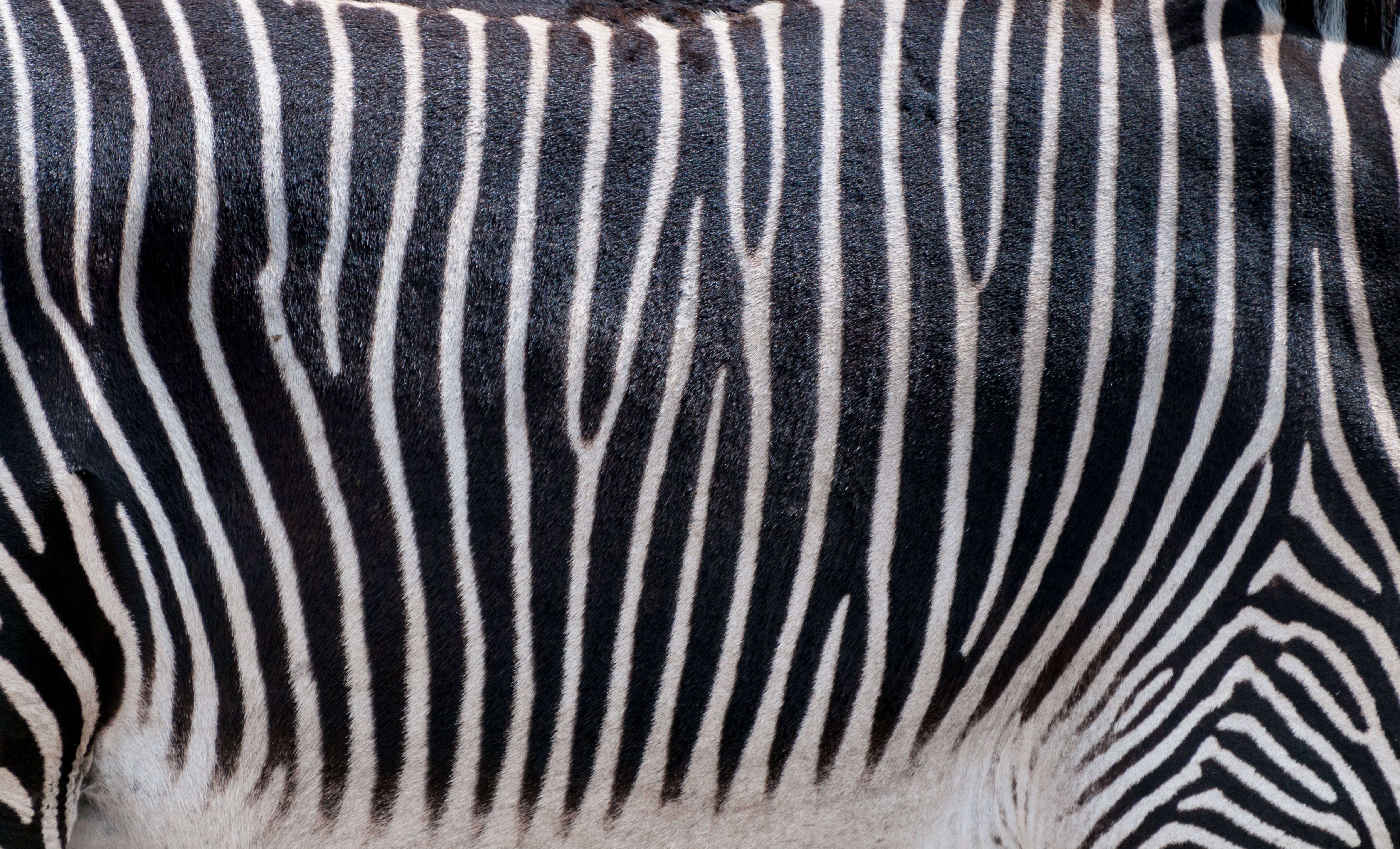 Zebra print pattern photo