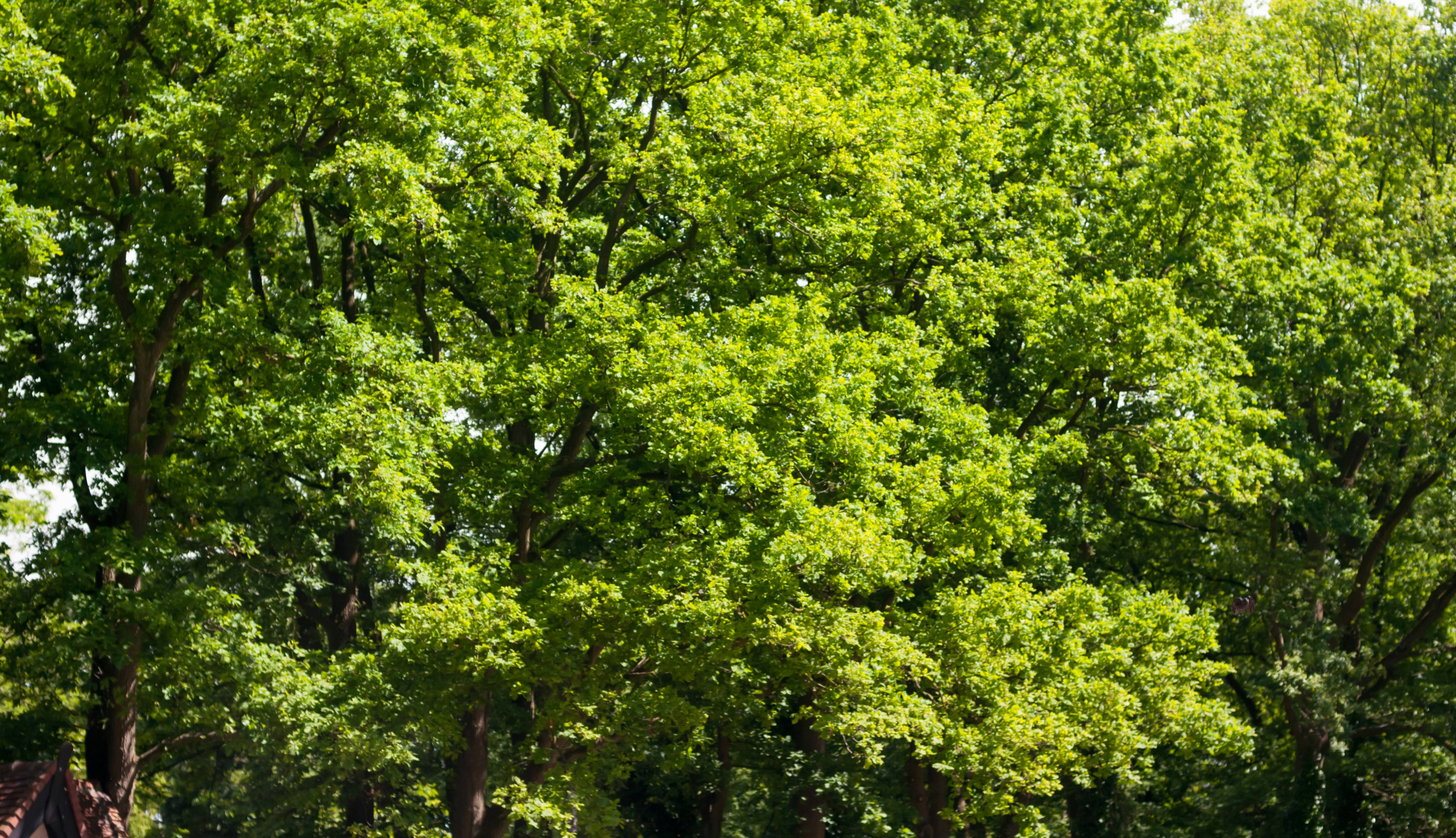 Big green trees in the summer sun