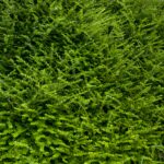 Full green bush texture
