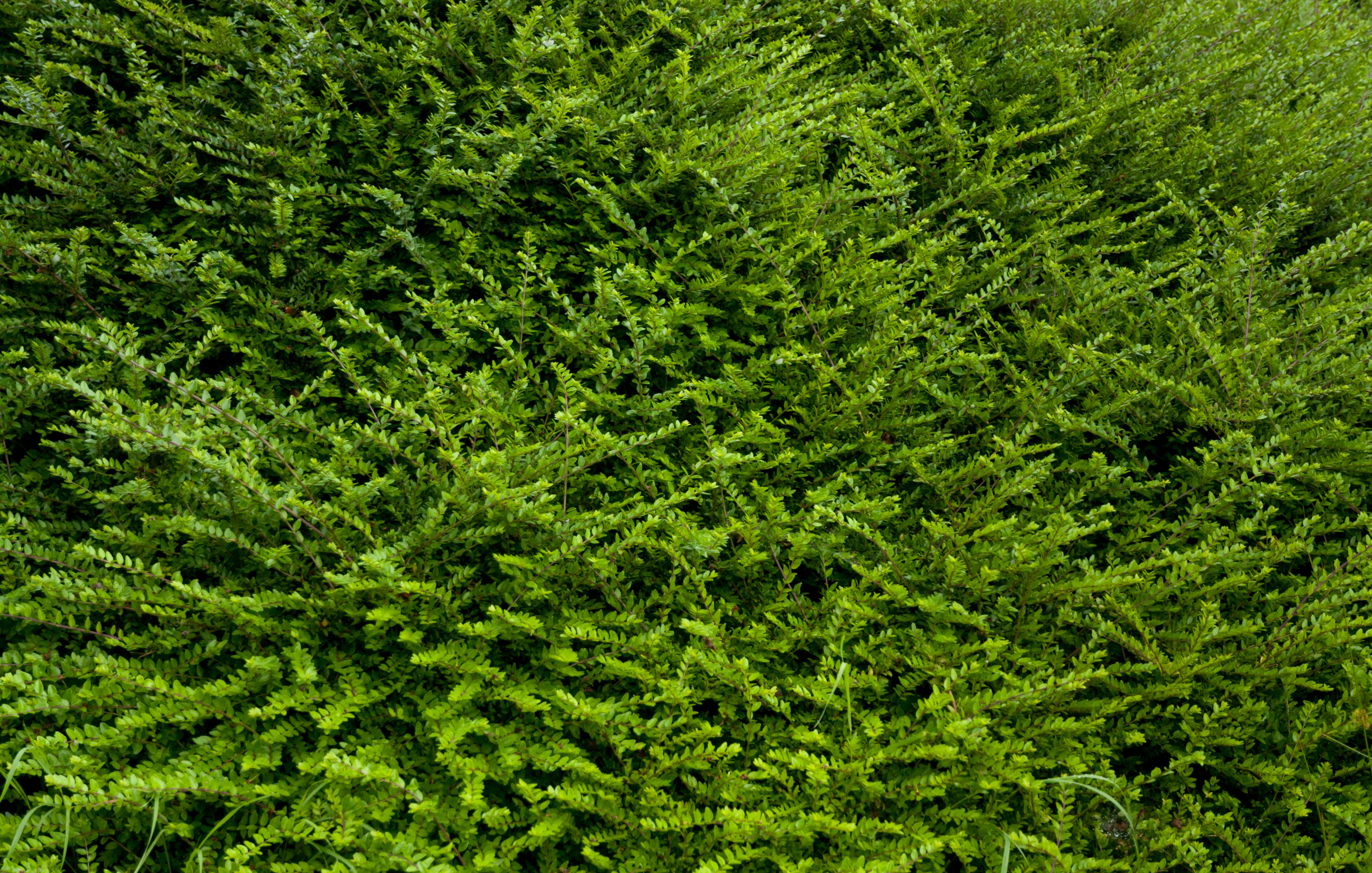 full green bush texture