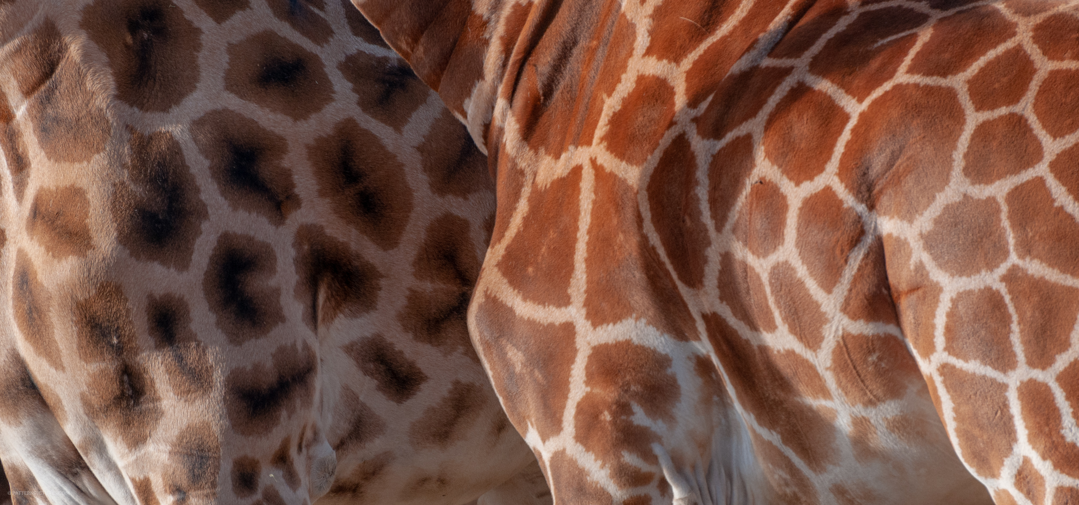 Giraffe pattern differences
