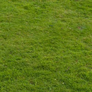 Grass field texture
