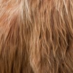highlander bull hair texture