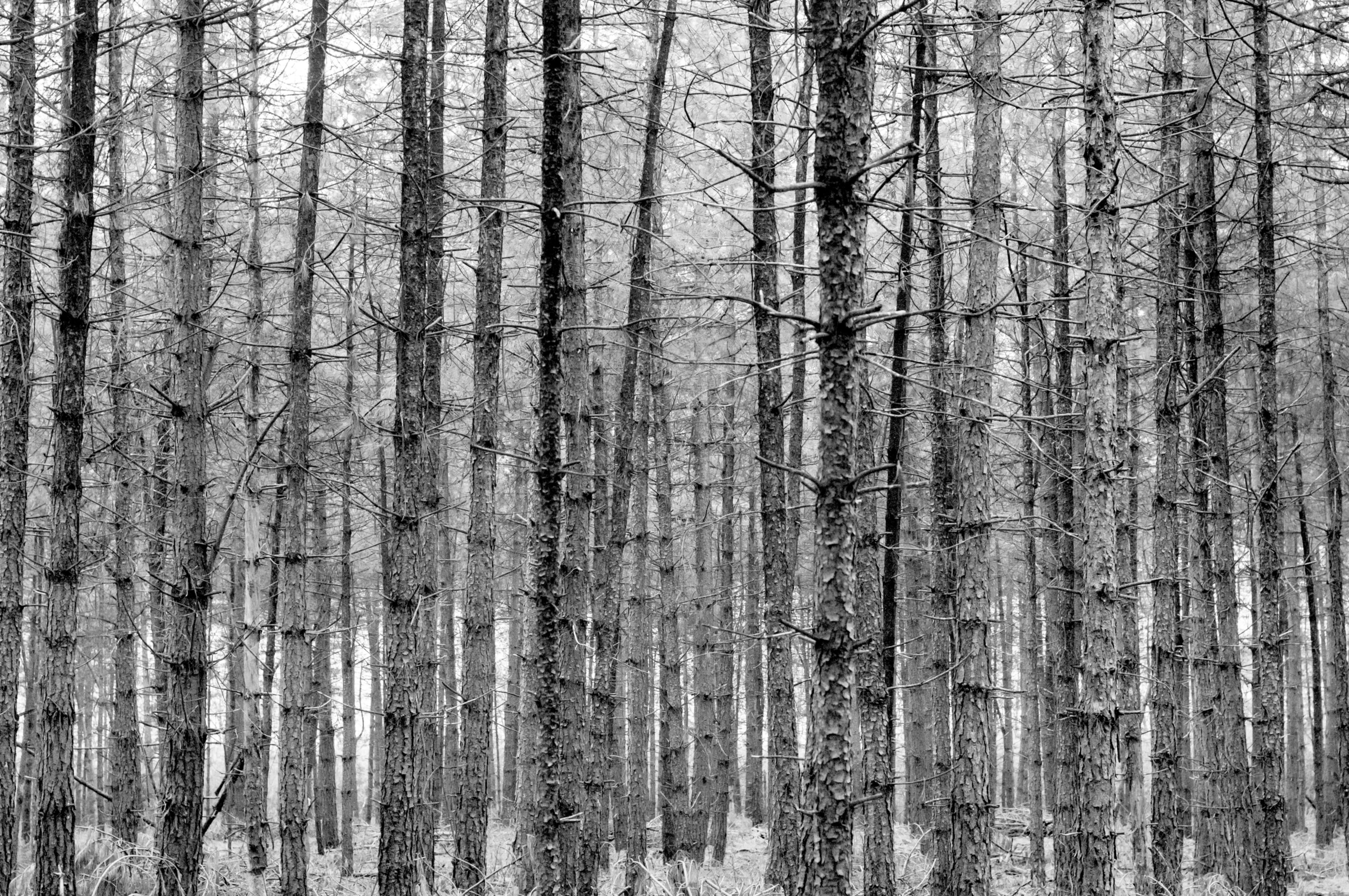 Pine forrest bare branches background