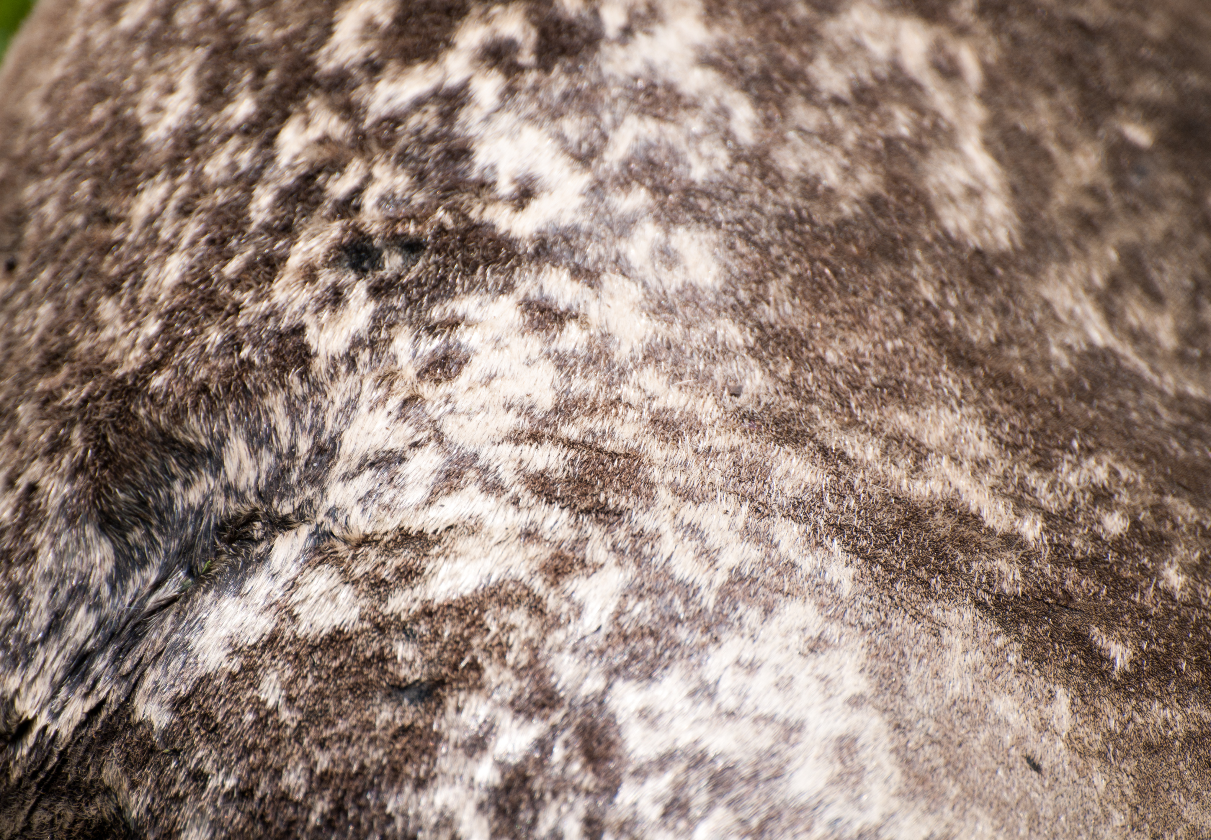 Seal fur close-up texture