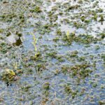 Swamp plants and water