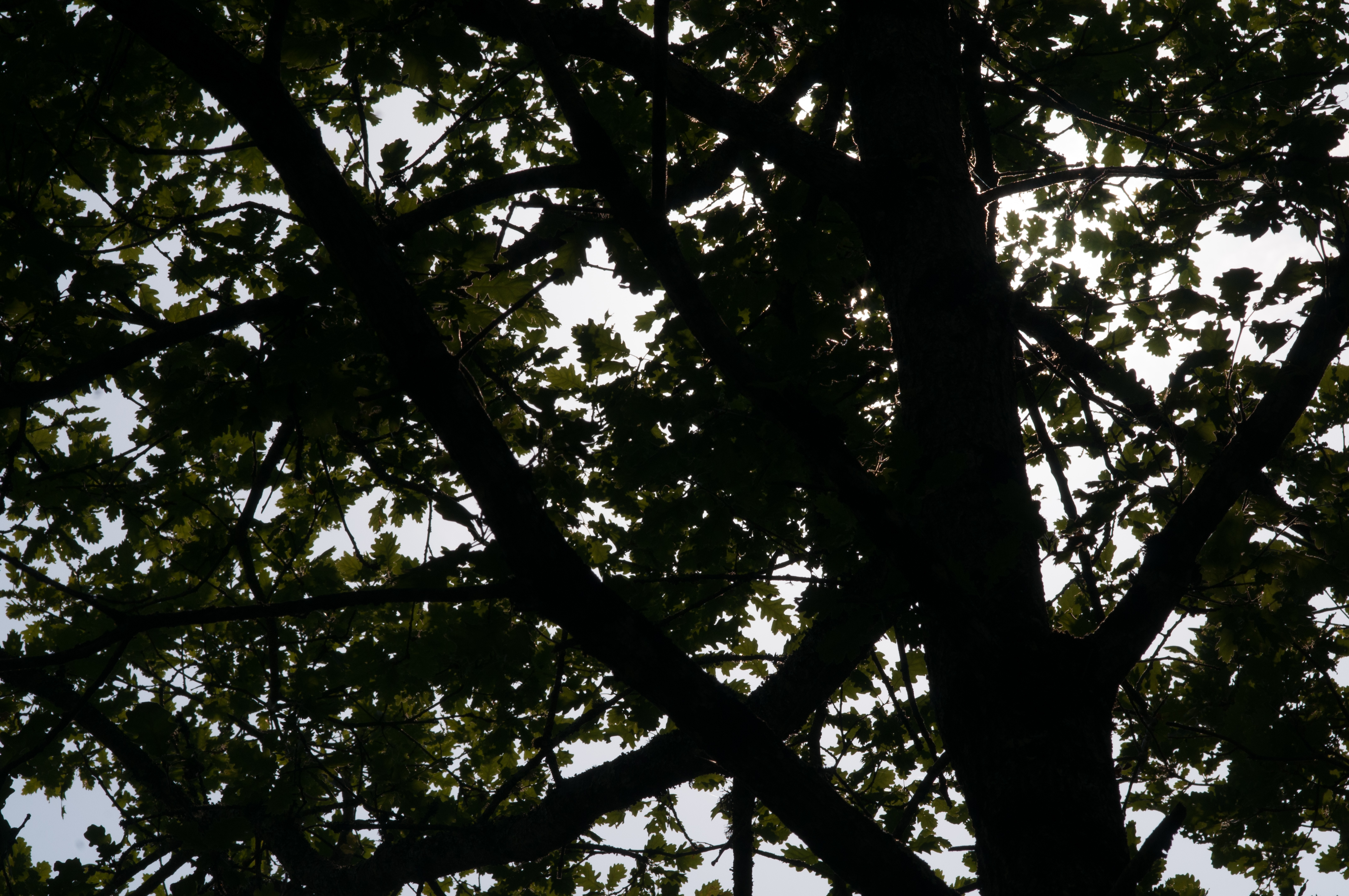 Tree shadow pattern