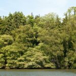 Treeline lake backdrop