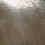 white polar bear background