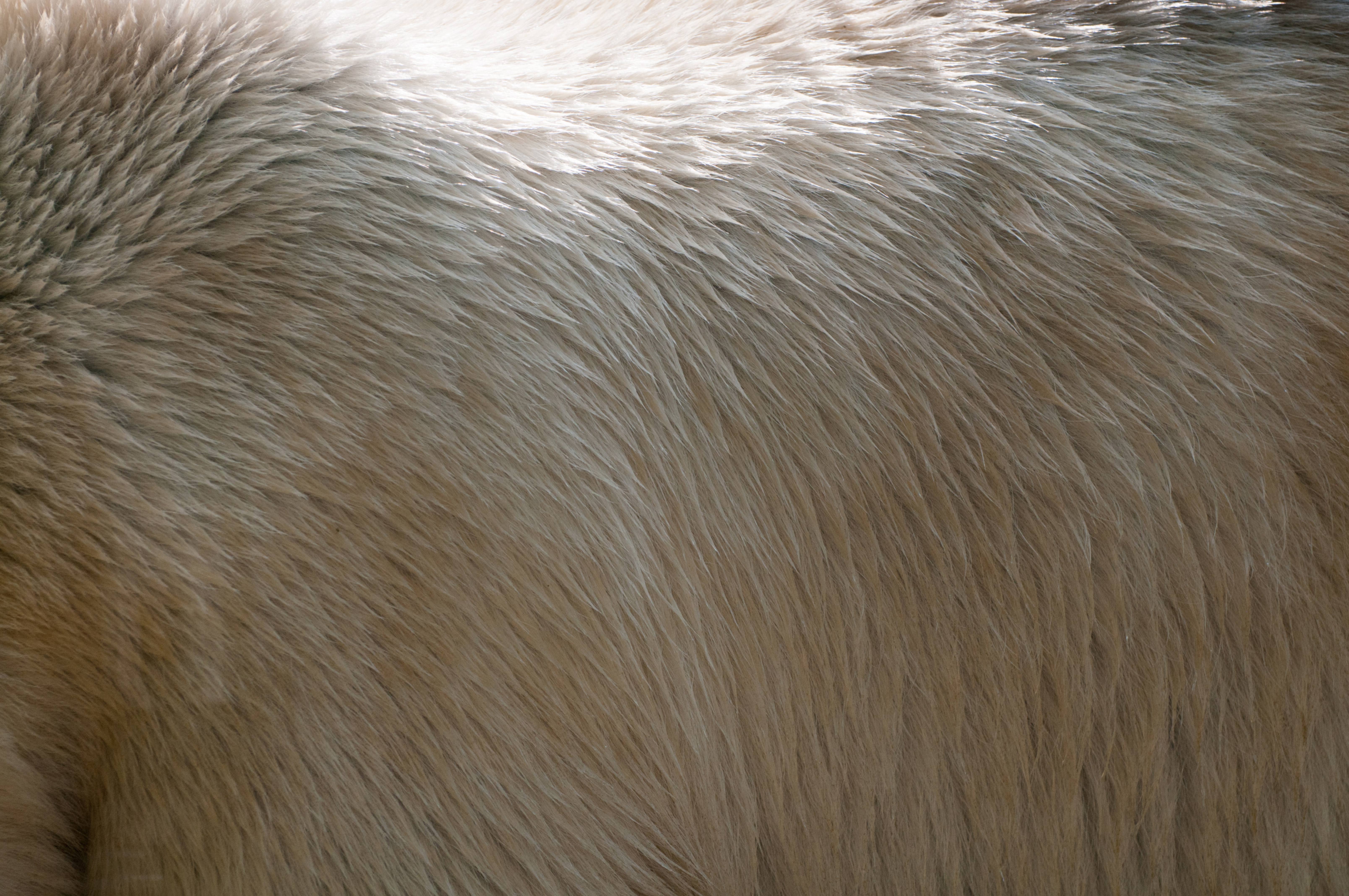 white polar bear background