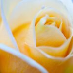yellow blue rose