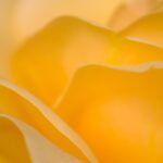 Yellow rose soft focus