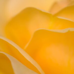Yellow rose soft focus