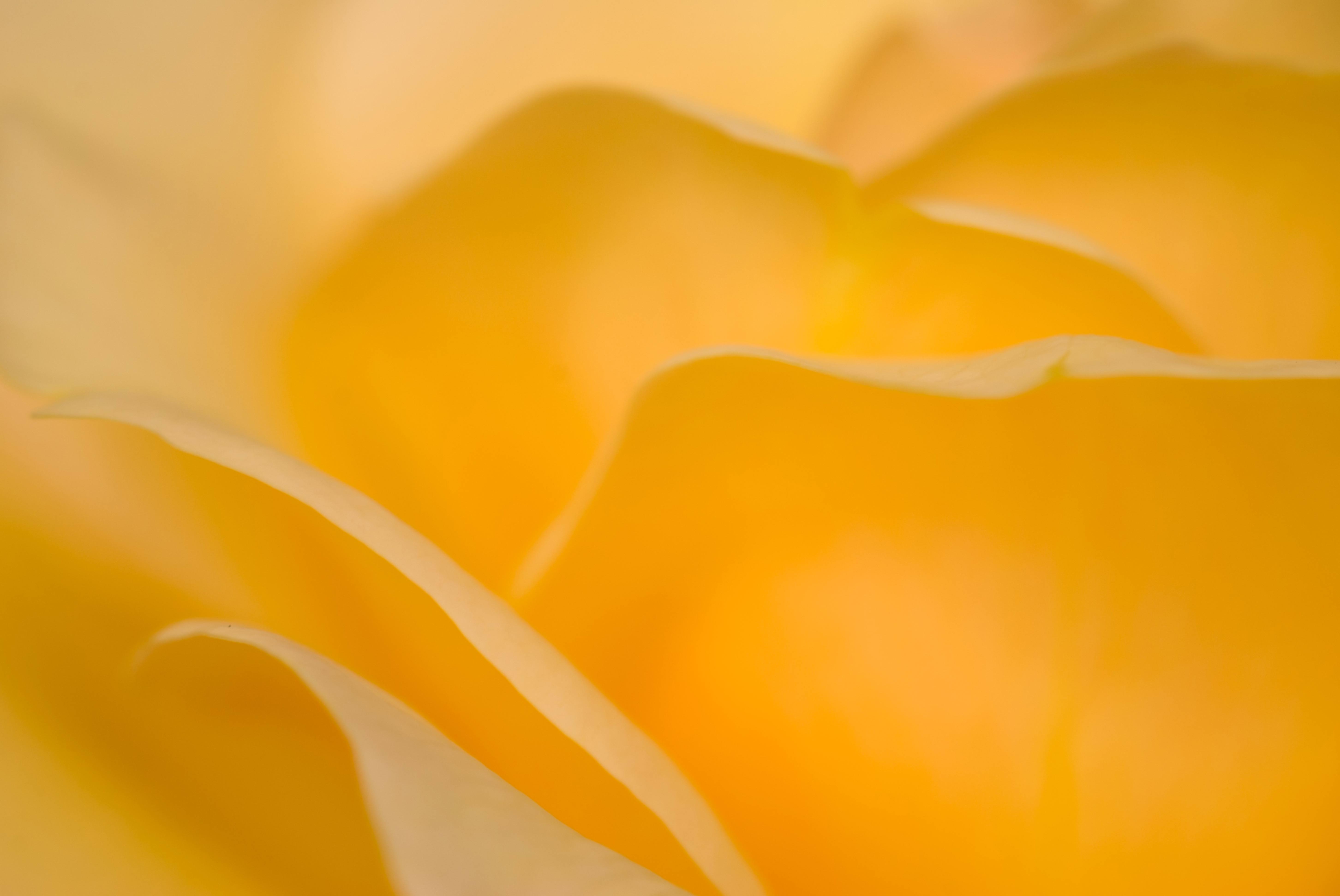 yellow rose soft focus