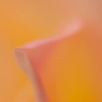 yellow rose soft focus wallpaper