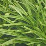 African Lilly Leaves