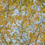 Beech Tree Leaves Sky View